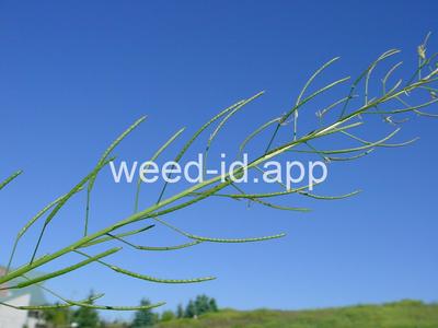 flixweed