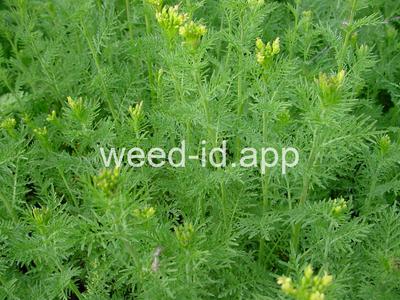 flixweed