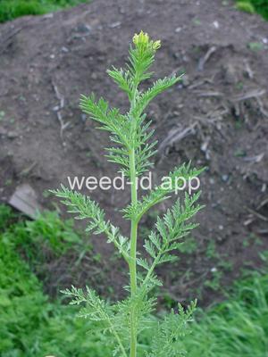 flixweed