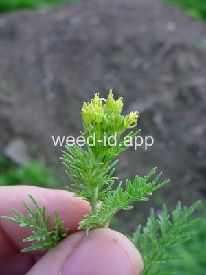 flixweed
