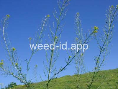 flixweed