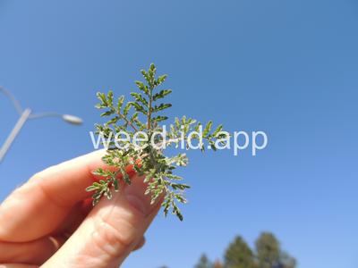 flixweed