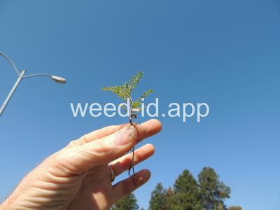 flixweed