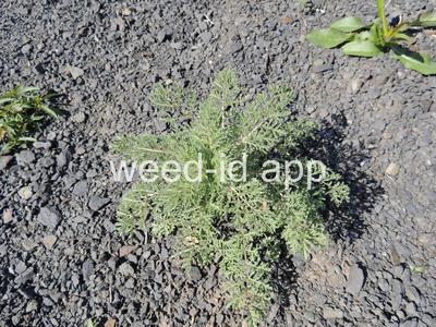flixweed