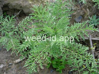 flixweed