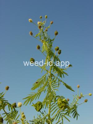 bundleflower, Illinois