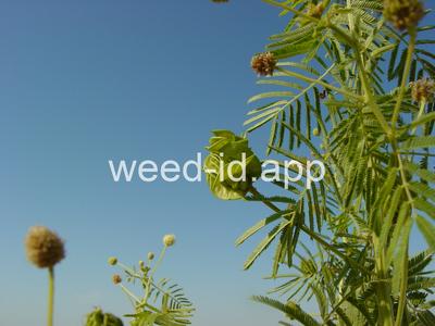 bundleflower, Illinois