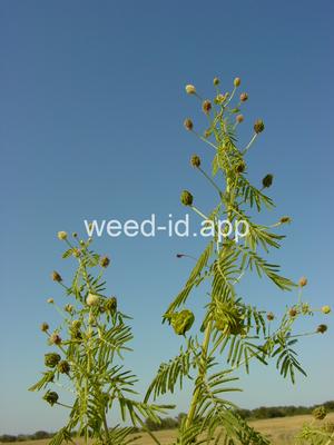 bundleflower, Illinois