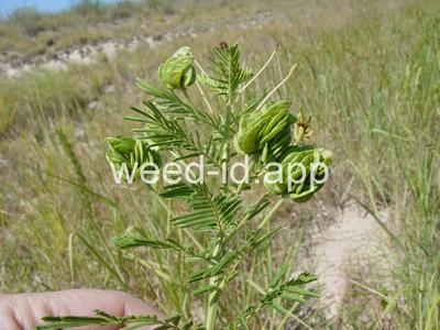 bundleflower, Illinois