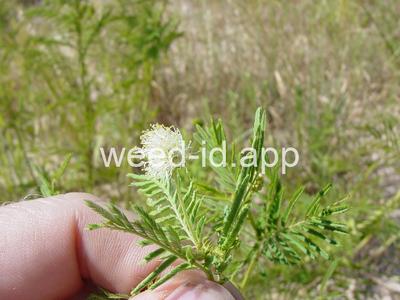 bundleflower, Illinois