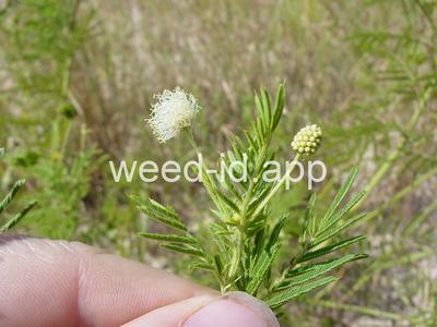 bundleflower, Illinois