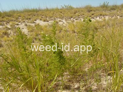 bundleflower, Illinois