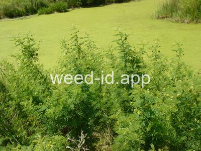 bundleflower, Illinois