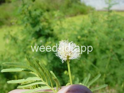 bundleflower, Illinois