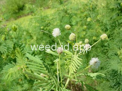 bundleflower, Illinois