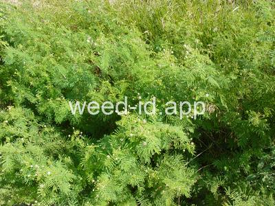 bundleflower, Illinois