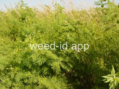 bundleflower, Illinois