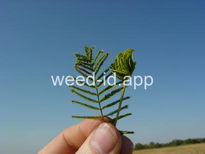 bundleflower, Illinois