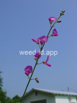 beggarweed, creeping