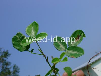 beggarweed, creeping