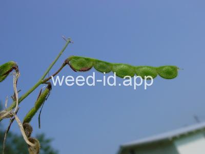 beggarweed, creeping