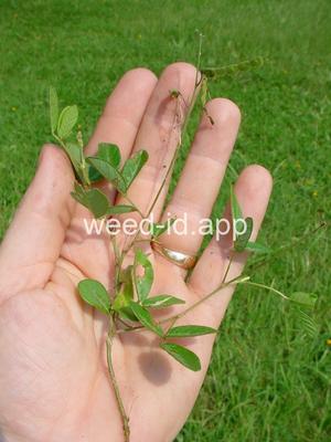 beggarweed, creeping