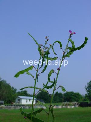 beggarweed, creeping