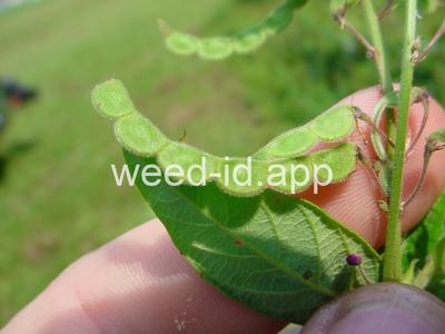 beggarweed, creeping