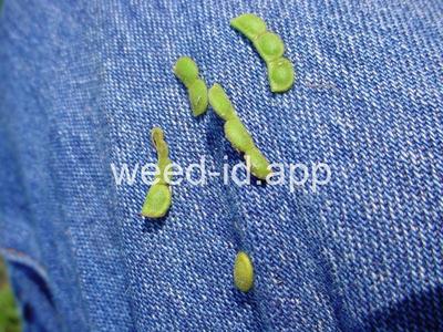 beggarweed, creeping