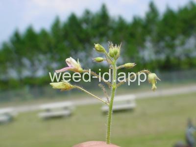 beggarweed, Florida