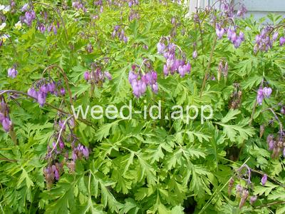 Dicentra formosa