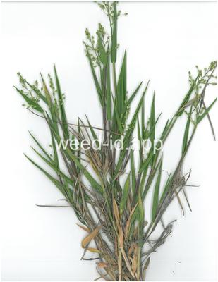 Dichanthelium oligosanthes