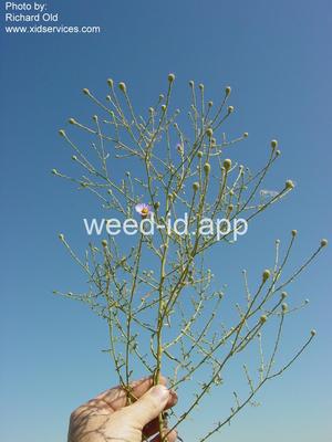 Dieteria canescens