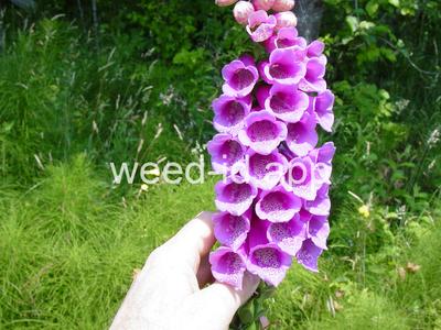foxglove