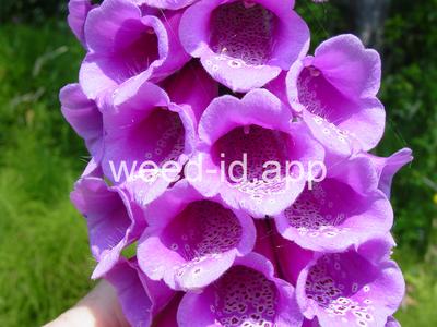 foxglove