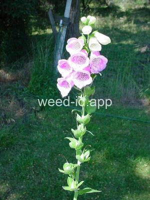 foxglove