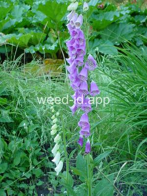 foxglove