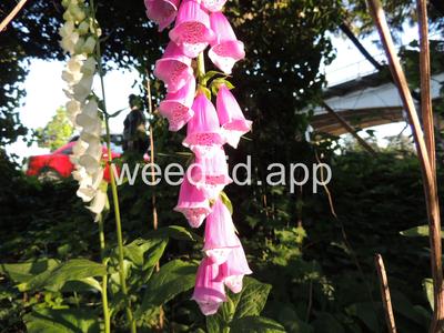foxglove