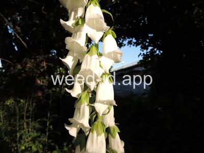 foxglove