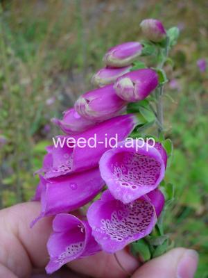 foxglove