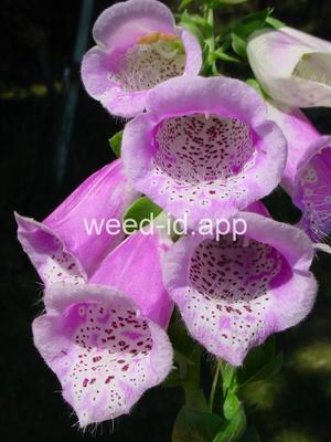 foxglove