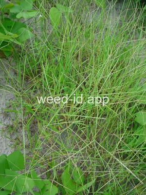 Digitaria bicornis