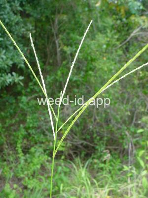 Digitaria ciliaris