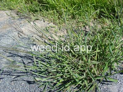 Digitaria ischaemum