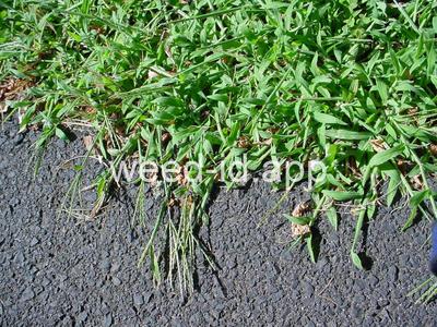 Digitaria sanguinalis