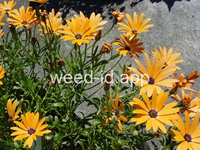 Dimorphotheca aurantiaca