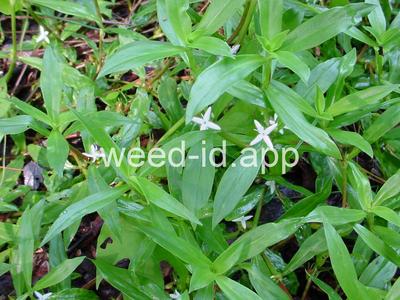 buttonweed, Virginia