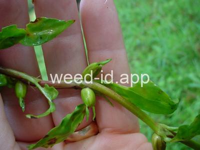 buttonweed, Virginia