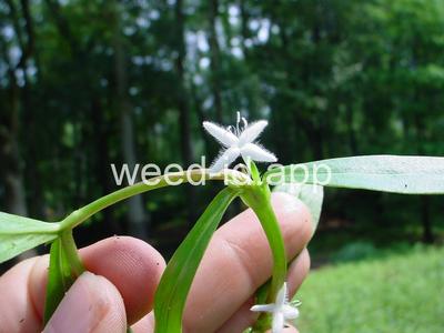 buttonweed, Virginia