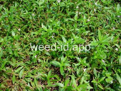 buttonweed, Virginia